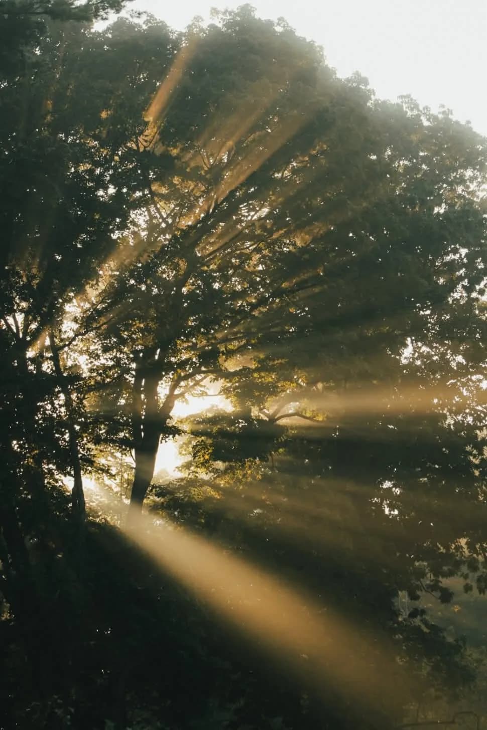 Sun through a canopy of trees