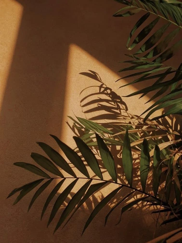 Afternoon light across a warm wall
